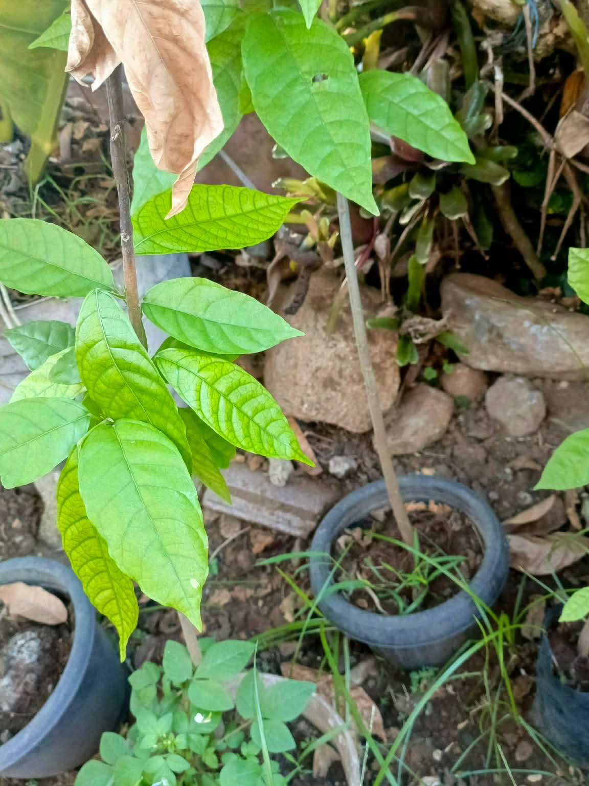 3月のカカオの苗木。茶色く枯れた葉と、新しい芽